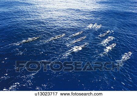 Stock Photo - Sperm whales (Physeter macrocephalus). (rr). Fotosearch