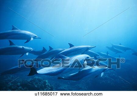 Stock Photo - Spinner dolphins in underwater formation off the coast of Lanai, Hawaii. Fotosearch