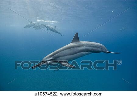 Stock Image - Spinner dolphins (Stenella longirostris). Big Island, Hawaii, USA (RR). Fotosearch