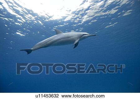 Spinner dolphins (Stenella longirostris). Big Island, Hawaii, USA View Large Photo Image Stock Image - Spinner dolphins (Stenella longirostris). Big Island, Hawaii, USA. Fotosearch