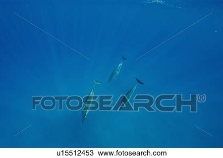 Spinner dolphins (Stenella longirostris). Big Island, Hawaii, USA View Large Photo Image Stock Image - Spinner dolphins (Stenella longirostris). Big Island, Hawaii, USA. Fotosearch