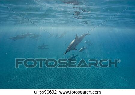 Spinner dolphins (Stenella longirostris). Big Island, Hawaii, USA (RR) View Large Photo Image Stock Image - Spinner dolphins (Stenella longirostris). Big Island, Hawaii, USA (RR). Fotosearch