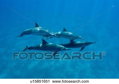 Spinner dolphins (Stenella longirostris). Big Island, Hawaii, USA View Large Photo Image Stock Image - Spinner dolphins (Stenella longirostris). Big Island, Hawaii, USA. Fotosearch