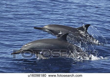 Stock Image - Spinner dolphins. (Stenella longirostris). Two spinner dolphins showing the long narrow beak and dark eye stripe. Caribbean.. Fotosearch