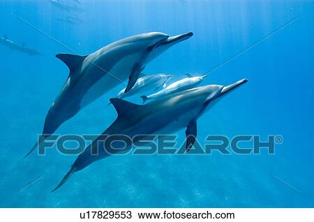 Spinner dolphins (Stenella longirostris). Big Island, Hawaii, USA View Large Photo Image Stock Image - Spinner dolphins (Stenella longirostris). Big Island, Hawaii, USA. Fotosearch