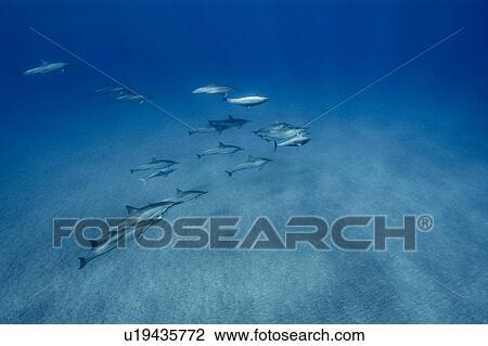 Spinner dolphins (Stenella longirostris). Big Island, Hawaii, USA View Large Photo Image Stock Image - Spinner dolphins (Stenella longirostris). Big Island, Hawaii, USA. Fotosearch