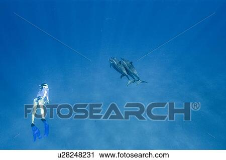 Stock Image - Spinner dolphins (Stenella longirostris) with free diver. Big Island, Hawaii, USA. Fotosearch