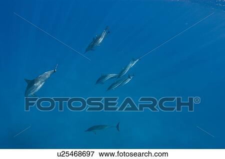 Stock Photo - Spinner dolphins (Stenella longirostris). Big Island, Hawaii, USA. Fotosearch