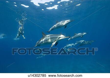 Spinner dolphins (Stenella longirostris) with free diver. Big Island, Hawaii, USA View Large Photo Image Stock Photography - Spinner dolphins (Stenella longirostris) with free diver. Big Island, Hawaii, USA. Fotosearch