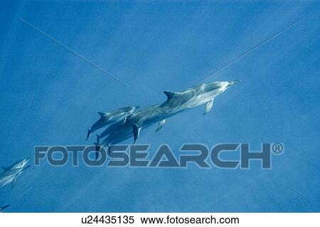 Stock Photography - Spinner dolphins (Stenella longirostris). Big Island, Hawaii, USA. Fotosearch