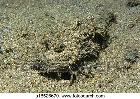 Spiny Devilfish (Inimicus didactylus) disguised in sand, Masaplod, Dumaguete, s, Philippines View Large Photo Image Stock Image - Spiny Devilfish (Inimicus didactylus) disguised in sand, Masaplod, Dumaguete, s, Philippines. Fotosearch