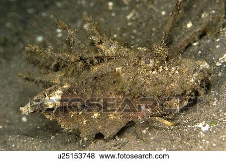 Spiny devilfish, Inimicus didactylus, in disguise, Masaplod, Dumaguete, s, Philippines View Large Photo Image Stock Photo - Spiny devilfish, Inimicus didactylus, in disguise, Masaplod, Dumaguete, s, Philippines. Fotosearch