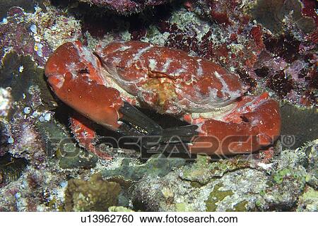 Splendid Round Crab (Etisus splendidus) Short drop-off, Palau, Micronesia View Large Photo Image Stock Image - Splendid Round Crab (Etisus splendidus) Short drop-off, Palau, Micronesia. Fotosearch