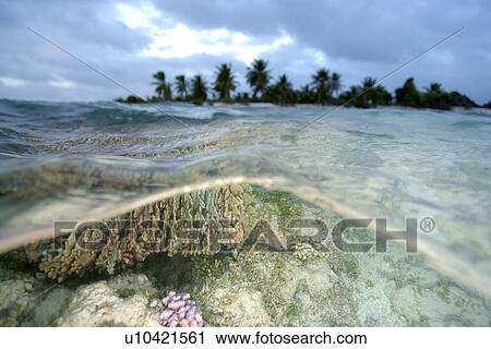 Stock Image - Split image of blue coral, Heliopora coerulea, and Jaboan, Rongelap, Marshall Islands, Micronesia. Fotosearch