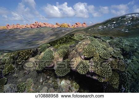 Split image of pristine coral reef and sky, Rongelap, Marshall Islands, Micronesia View Large Photo Image Stock Photo - Split image of pristine coral reef and sky, Rongelap, Marshall Islands, Micronesia. Fotosearch