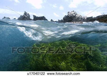 Split image of rocks and Green algae, Caulerpa racemosa, St. Peter and St. Paul's rocks, Brazil, Atlantic Ocean View Large Photo Image Stock Image - Split image of rocks and Green algae, Caulerpa racemosa, St. Peter and St. Paul's rocks, Brazil, Atlantic Ocean . Fotosearch
