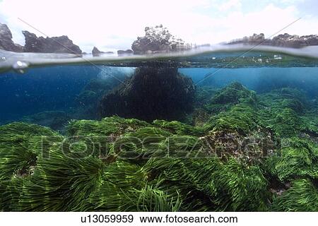 Split image of rocks and green algae, Caulerpa racemosa, St. Peter and St. Paul's rocks, Brazil, Atlantic Ocean View Large Photo Image Stock Photo - Split image of rocks and green algae, Caulerpa racemosa, St. Peter and St. Paul's rocks, Brazil, Atlantic Ocean . Fotosearch