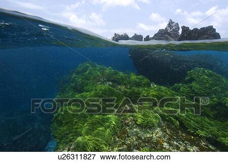 Split image of rocks and green algae, Caulerpa racemosa, St. Peter and St. Paul's rocks, Brazil, Atlantic Ocean View Large Photo Image Stock Photo - Split image of rocks and green algae, Caulerpa racemosa, St. Peter and St. Paul's rocks, Brazil, Atlantic Ocean . Fotosearch
