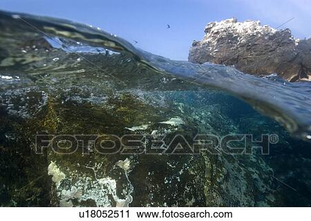 Stock Image - Split image of rocks and underwater substrate covered with encrusting zoanthid, Palythoa caribaeorum, St. Peter and St. Paul's rocks, Brazil, Atlantic Ocean . Fotosearch
