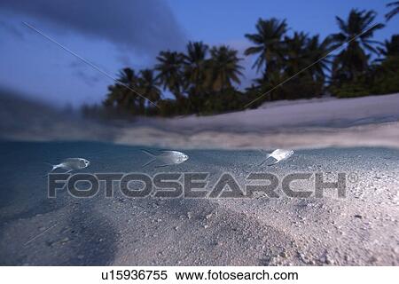Split image of Small spotted dart, Trachinotus baillonii, swimming along the sandy shore at dusk, Rongelap, Marshall Islands, Micronesia View Large Photo Image Stock Photography - Split image of Small spotted dart, Trachinotus baillonii, swimming along the sandy shore at dusk, Rongelap, Marshall Islands, Micronesia. Fotosearch
