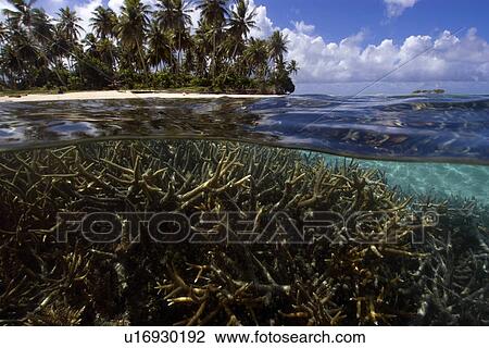 Split image of staghorn coral, Acropora sp., and island, Truk lagoon, Chuuk, Federated States of Micronesia, Pacific View Large Photo Image Stock Image - Split image of staghorn coral, Acropora sp., and island, Truk lagoon, Chuuk, Federated States of Micronesia, Pacific. Fotosearch