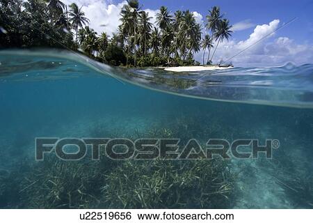 Split image of staghorn coral, Acropora sp., and island, Truk lagoon, Chuuk, Federated States of Micronesia, Pacific View Large Photo Image Stock Photograph - Split image of staghorn coral, Acropora sp., and island, Truk lagoon, Chuuk, Federated States of Micronesia, Pacific. Fotosearch