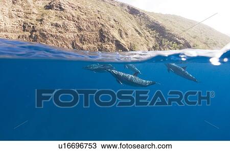 Split leve shot showing pinner dolphins (Stenella longirostris) and the rocky cliffs around the coast of Big Island, Hawaii, USA View Large Photo Image Stock Image - Split leve shot showing pinner dolphins (Stenella longirostris) and the rocky cliffs around the coast of Big Island, Hawaii, USA. Fotosearch