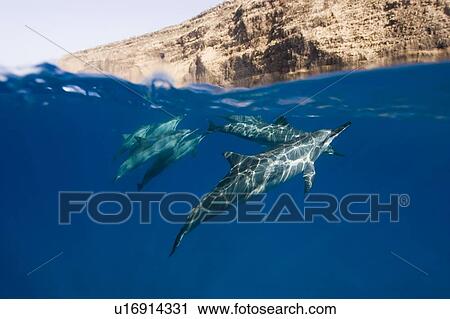 Split leve shot showing pinner dolphins (Stenella longirostris) and the rocky cliffs around the coast of Big Island, Hawaii, USA View Large Photo Image Stock Image - Split leve shot showing pinner dolphins (Stenella longirostris) and the rocky cliffs around the coast of Big Island, Hawaii, USA. Fotosearch