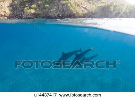 Stock Photo - Split leve shot showing pinner dolphins (Stenella longirostris) and the rocky cliffs around the coast of Big Island, Hawaii, USA. Fotosearch