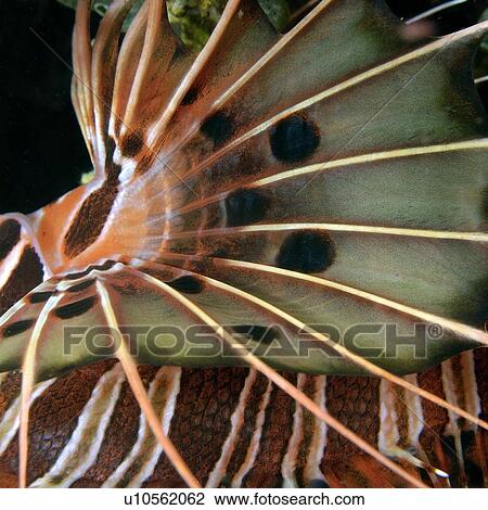 Stock Image - Spotfin lionfish, Pterois antennata, abstract fin detail, Dumaguete, s, Philippines. Fotosearch