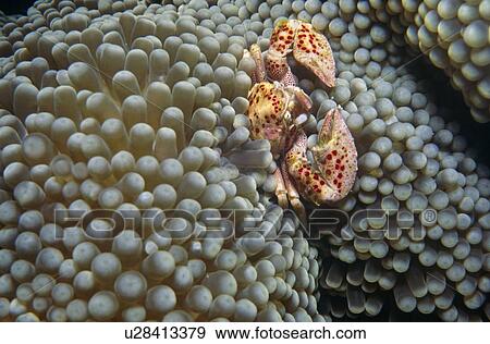Stock Photo - Spotted Anemone crab (Neopetrolisthes maculatus). Sipidan Island, Borneo.. Fotosearch