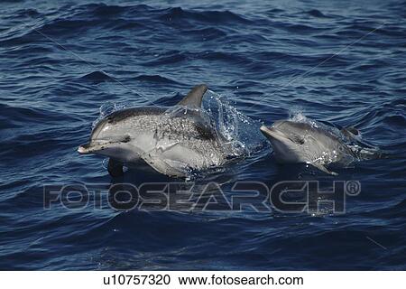 Spotted Dolphin, Stenella frontalis, pair surfacing off the Azores Islands View Large Photo Image Stock Image - Spotted Dolphin, Stenella frontalis, pair surfacing off the Azores Islands. Fotosearch