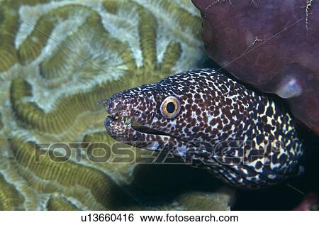 Stock Photograph - Spotted Moray Eel. (Gymnothorax sp) Tobago.. Fotosearch