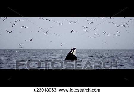 Spy-hopping Killer whale (Orcinus orca). Fjordland, northern Norway. View Large Photo Image Stock Image - Spy-hopping Killer whale (Orcinus orca). Fjordland, northern Norway.. Fotosearch
