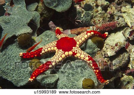 Starfish (Fromia monilis). Sipadan Island, Malaysia View Large Photo Image Stock Photo - Starfish (Fromia monilis). Sipadan Island, Malaysia. Fotosearch