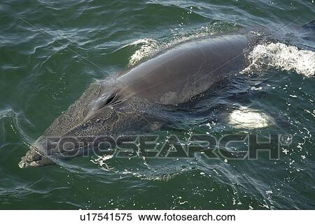 Stock Photography - Steering with its pectoral fins the friendly Minke whale (Balaenoptera acutorostrata) turns its streamlined body towards the boat in order to dive under the hull. St. Lawrence estuary, Canada. Sequence 5/6. Fotosearch