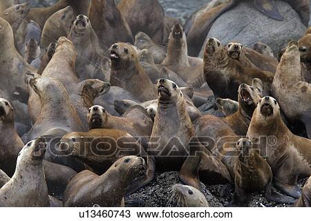 Stock Image - Steller (Northern) Sea Lions (Eumetopias jubatus) hauled out on small reef Southeast Alaska, USA.. Fotosearch