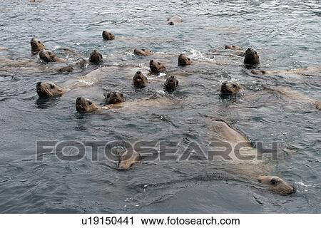 Stock Image - Steller (Northern) Sea Lions (Eumetopias jubatus) Curious group approaching boat, Southeast Alaska, USA.. Fotosearch