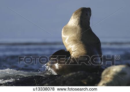 Steller (northern) sea lions (Eumetopias jubatus) hauled out in Southeast Alaska, USA. Pacific Ocean. View Large Photo Image Stock Photo - Steller (northern) sea lions (Eumetopias jubatus) hauled out in Southeast Alaska, USA. Pacific Ocean.. Fotosearch