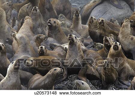 Steller (Northern) Sea Lions (Eumetopias jubatus) hauled out on small reef in Southeast Alaska, USA. l View Large Photo Image Stock Photo - Steller (Northern) Sea Lions (Eumetopias jubatus) hauled out on small reef in Southeast Alaska, USA. l. Fotosearch