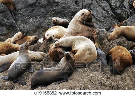 Stock Image - Steller Sea Lions (Eumetopias jubatus) hauled out on the Brothers Island in Frederick Sound, Southeast Alaska, USA.. Fotosearch