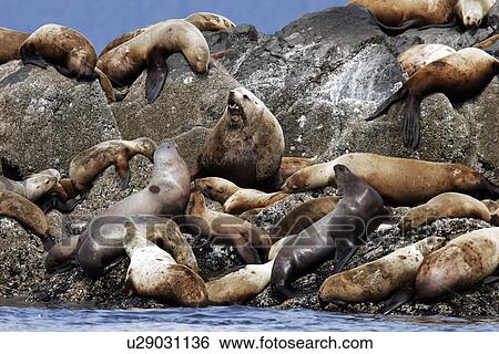 Stellers Sea Lion (Eumetopias jubatus) hauled out on The Brothers Islands, Southeast Alaska, USA. View Large Photo Image Stock Photograph - Stellers Sea Lion (Eumetopias jubatus) hauled out on The Brothers Islands, Southeast Alaska, USA.. Fotosearch