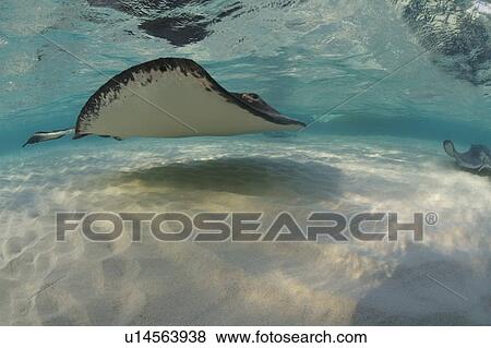 Stock Photo - Sting Ray at Sting Ray City. Caymans.. Fotosearch