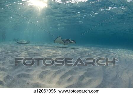 Stock Photograph - Sting Ray at Sting Ray City. Caymans.. Fotosearch