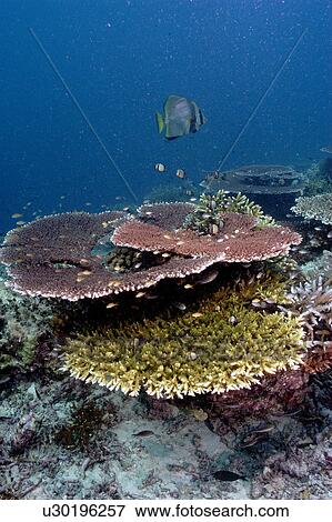Stock Photo - Stony Corals (Acropora sp). Malaysia. Fotosearch