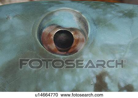 Stoplight Parrotfish (Sparisoma viride) detail of eye and vivid turquoise body colour, Cayman Brac, Cayman Islands, Caribbean View Large Photo Image Stock Image - Stoplight Parrotfish (Sparisoma viride) detail of eye and vivid turquoise body colour, Cayman Brac, Cayman Islands, Caribbean. Fotosearch