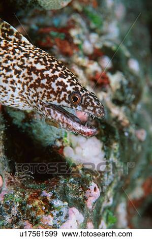 Stout moray, Gymnothorax eurostus, Kailua-Kona, Hawaii (N. Pacific) View Large Photo Image Stock Photo - Stout moray, Gymnothorax eurostus, Kailua-Kona, Hawaii (N. Pacific). Fotosearch