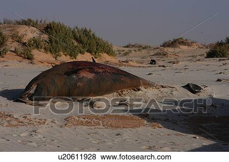 Stranded Bottlenose dolphin (Tursiops truncatus) on beach, Mauritania View Large Photo Image Stock Photo - Stranded Bottlenose dolphin (Tursiops truncatus) on beach, Mauritania. Fotosearch