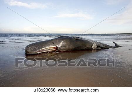 Stranded dead bull Sperm Whale (Physeter macrocephalus) lying on Roseisle Beach, North East Scotland. View Large Photo Image Stock Photo - Stranded dead bull Sperm Whale (Physeter macrocephalus) lying on Roseisle Beach, North East Scotland.. Fotosearch