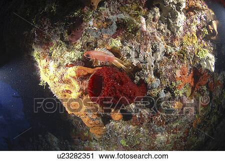 Stock Image - Strawberry sponge (Mycale laxissima), Little Cayman Island, Cayman Islands, Caribbean. Fotosearch
